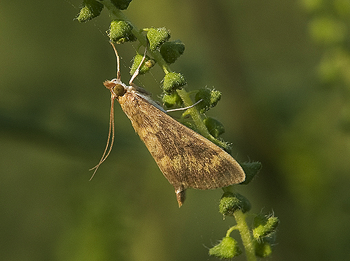 Ostrinia nubilalis